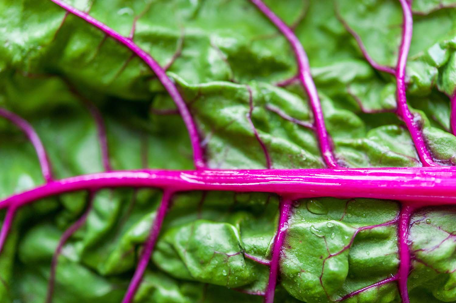 Close-up view of Swiss chard.