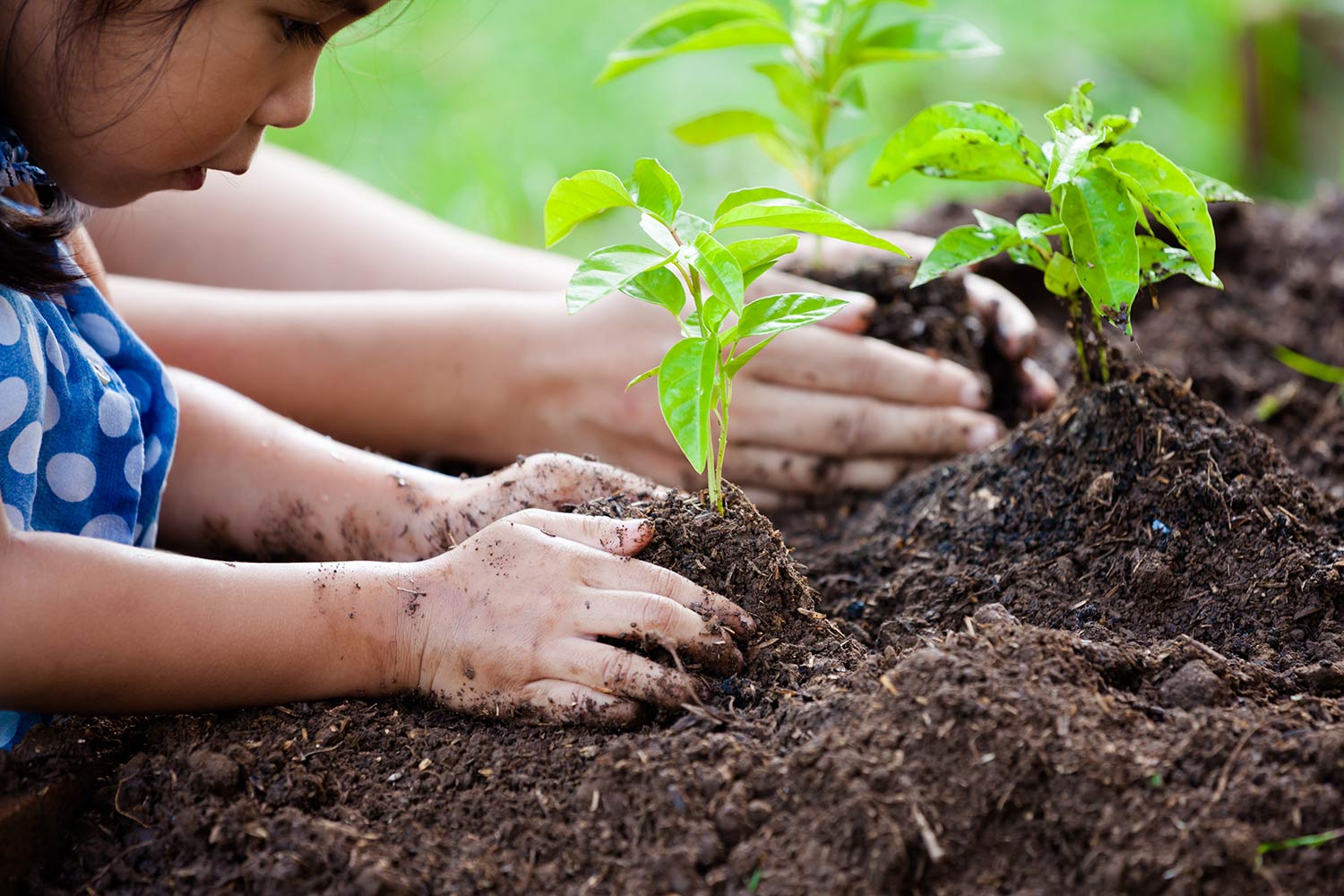 Young Girl Planting Seedling in Dirt